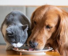 Aliments pour animaux Valorisation de coproduits